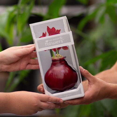 Amaryllis bulb in gift box - Image 23